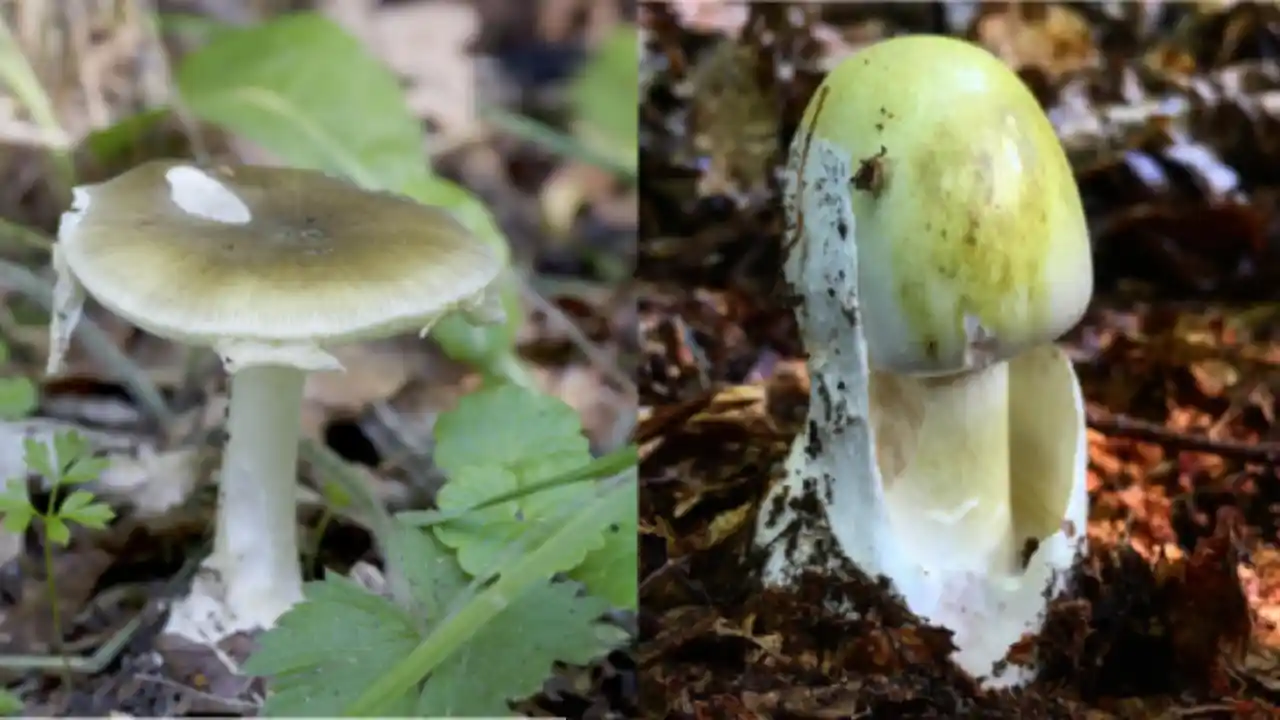 Death Cap Mushroom Identification