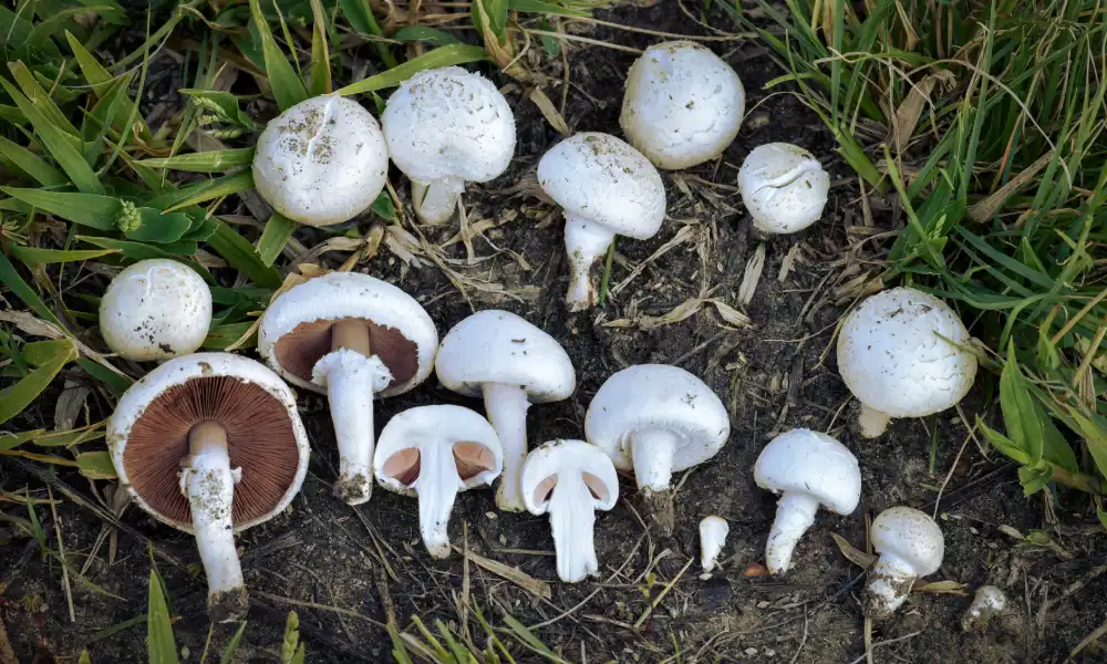 Agaricus campestris - Garden Mushroom Identification