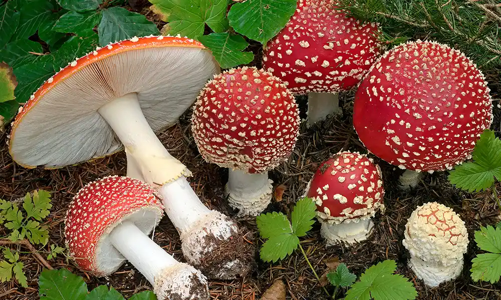 Amanita muscaria - Garden Mushroom Identification