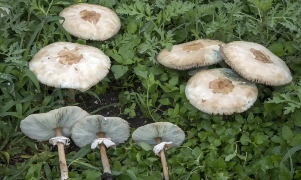 Chlorophyllum molybdites - Garden Mushroom Identification
