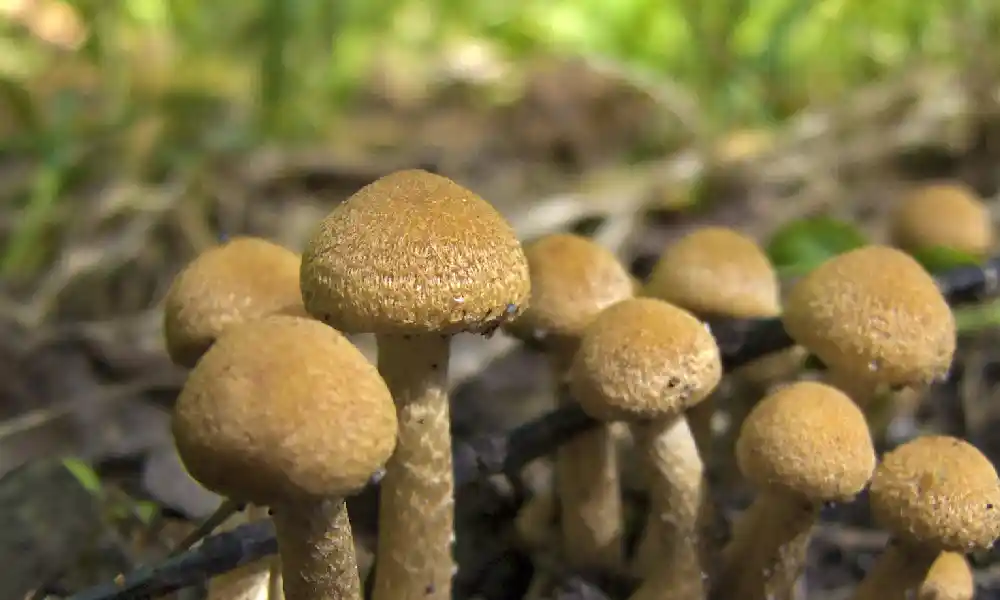 Lacrymaria lacrymabunda - Garden Mushroom Identification