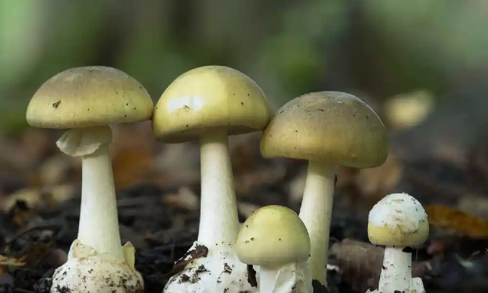 Amanita phalloides Garden Mushroom Identification