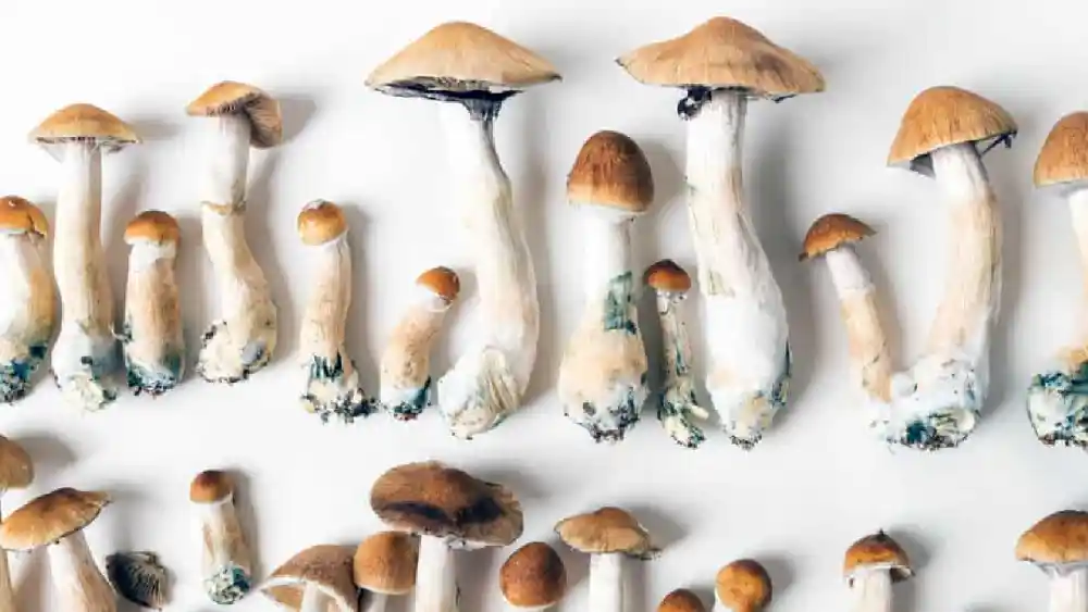 psychedelic mushroom identifier by picture guide