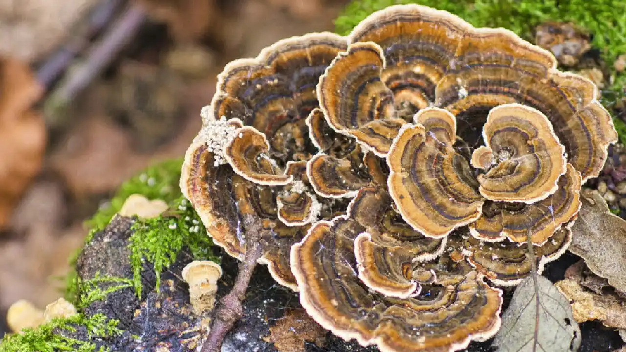 Turkey Tail Mushroom Identification Guide