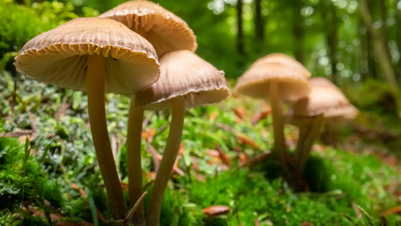 Wild Mushroom Identification Guide