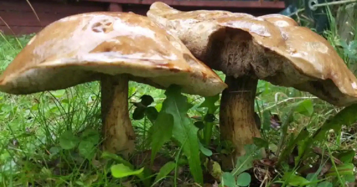 Backyard Mushroom Identification Guide 2026