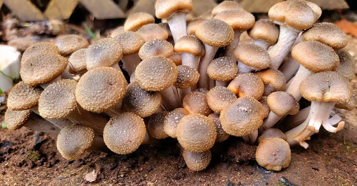 Honey Mushroom Identification Guide