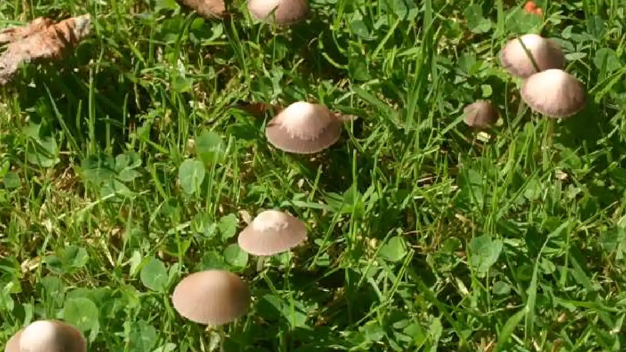 Small Brown Mushrooms Identification Guide 2026
