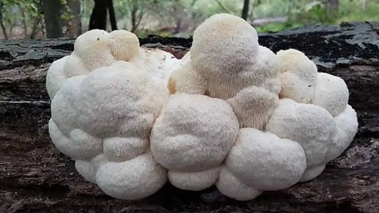 Hericium erinaceus (Lion's Mane Mushroom) Mushroom Identifier