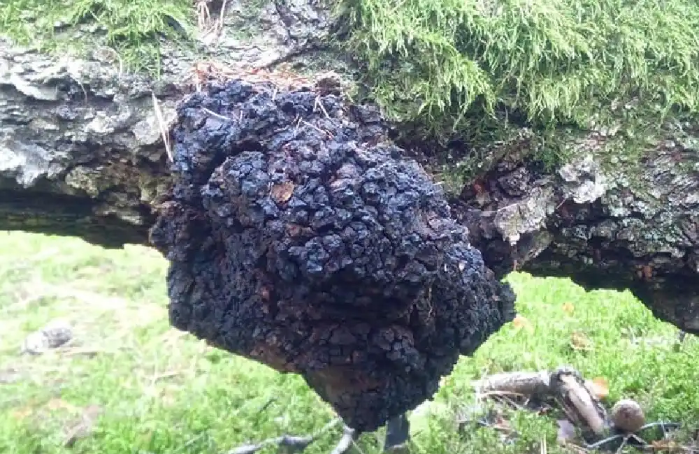 Inonotus obliquus (Chaga) Identification Guide 2026 (1).webp