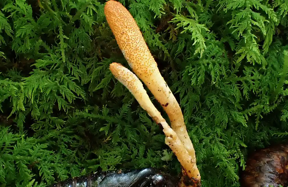 Cordyceps militaris Fungi Identification Guide