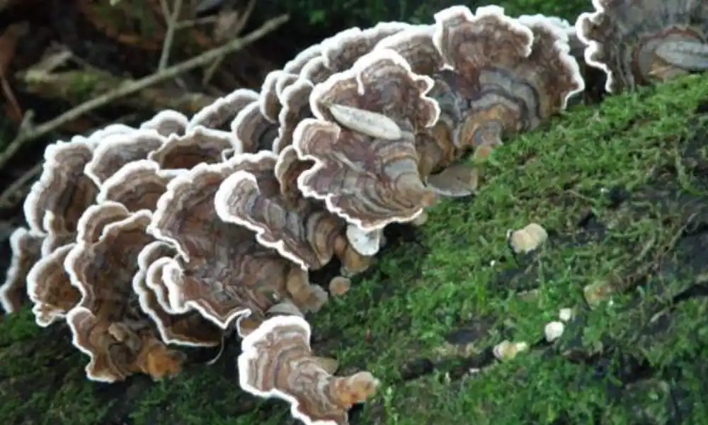 Trametes versicolor (Turkey Tail) Mushroom Identification Guide