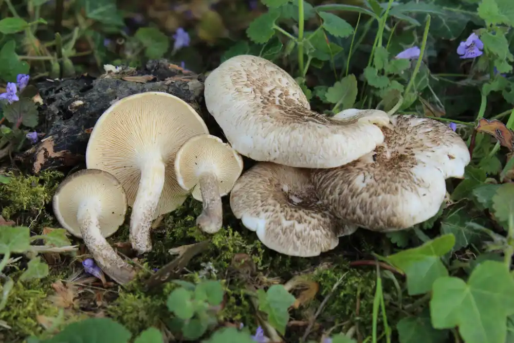 Lentinus crinitus Identification (1)