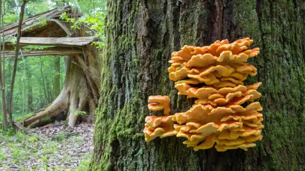 Tree Mushroom Identification Chart